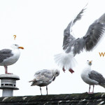 wingfinding-white
